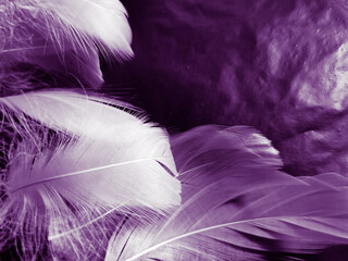 Beautiful abstract white and purple feathers on black background and soft white feather texture on...