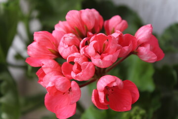 Fototapeta premium Red Pandora, geranium