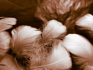 Beautiful abstract gray and white feathers on black background, soft brown feather texture on white pattern background, yellow feather background