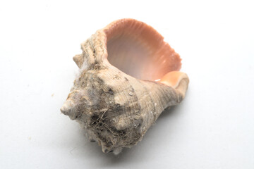 sea shell on white background