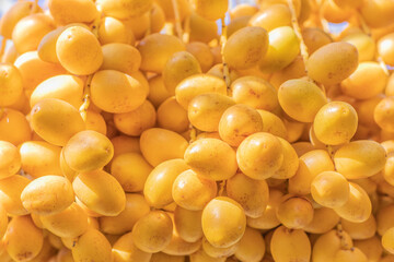 Barhi Date palm (Phoenix Dactylifera) fresh ripe yellow fruits background 