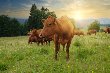 Red cattle of the Harz, Germany (Harzer Rotvieh). Red cattle breed typical in the Harz mountains.