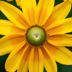 close up of yellow flower