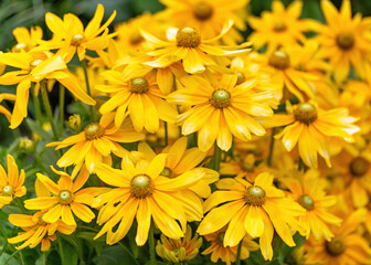 Fototapeta premium yellow flowers in the garden