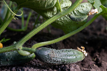 Fresh cucumber on the garden bed and flowers blossom cucumber on the field.