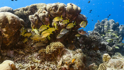 Seascape in turquoise water of coral reef in Caribbean Sea / Curacao with Grunt, coral and sponge
