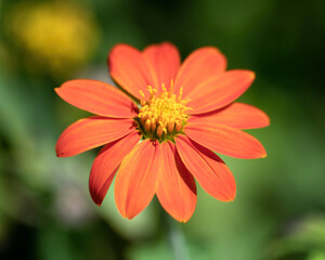 orange flower