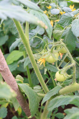 Small green tomatoes ripen in the greenhouse in summer