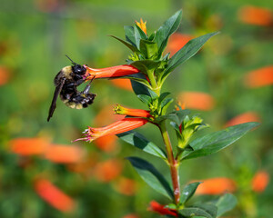 Bumblebee on Flower