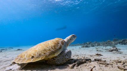 Green Sea Turtle rest in coral reef in turquoise water of Caribbean Sea / Curacao
