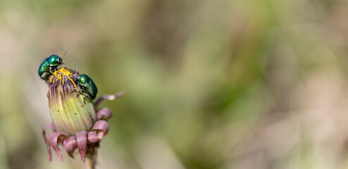 Two bugs on a closed dandelion. Macro, narrow focus.