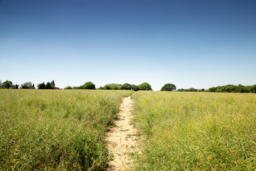 Fototapeta premium walkway along a farmer field