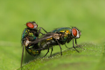  common green bottle fly (Lucilia sericata) mating
