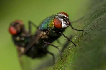  common green bottle fly (Lucilia sericata) mating