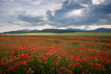 Fototapeta na wymiar Poppy field in region Turiec, Slovakia. Landscape with sunset over poppy field. Red petals poppies in summer countryside.