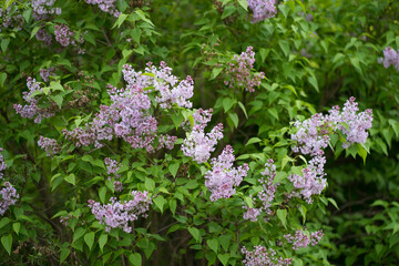 lilac branches on a green bush