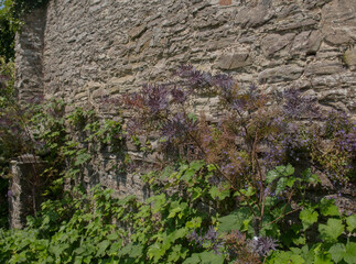 Cootamundra Wattle or Golden Mimosa (Acacia baileyana 'Purpurea') Growing by a Stone Wall in a Country Cottage Garden in Rural Devon, England, UK