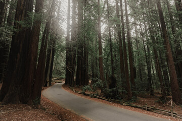 Obraz premium Morning Forest