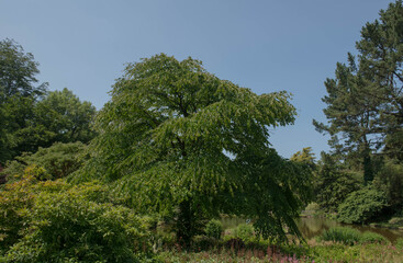 Summer Foliage of a Katsura Tree (Cercidiphyllum japonicum) Growing on the Edge of a Lake in a Country Cottage Garden in Rural Devon, England, UK