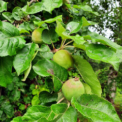 Unripe wild apples on the tree. Close-up