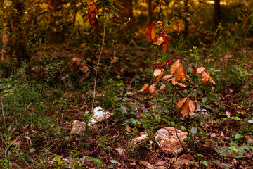 bosque otoñal con arboles y hojas secas en Italia