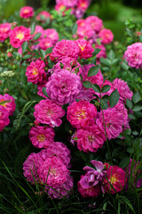 Vertical rose branch full of pink multycolored flowers