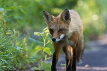 Red fox hunting in the morning light