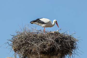 The White stork Ciconia ciconia on the nest in Morocco