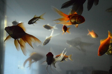 swimming fish with rays of light