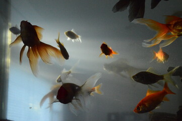 swimming fish with rays of light
