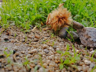 Obraz premium Piedras al verde