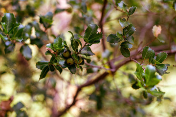 bosque otoñal con arboles y hojas secas en Italia