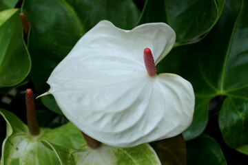 Beautiful Anthurium 'White Heart' flower at full bloom