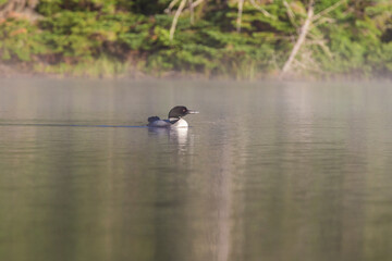 common loon or great northern diver (Gavia immer)