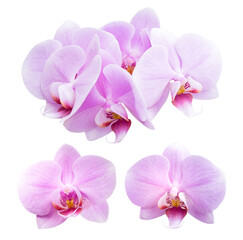 set of pink orchids isolated on white