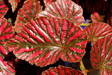 Beautiful red leaves of Begonia from Papua New Guinea