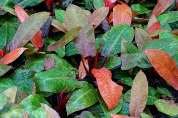 Colorful leaf of Philodendron 'Prince of Orange' tropical plant © Khairil
