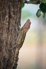 lizard on a tree