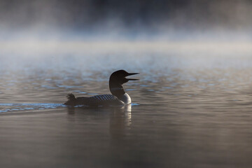 common loon or great northern diver (Gavia immer)