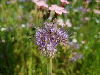 Fluffy purple flower on a background of a blooming meadow