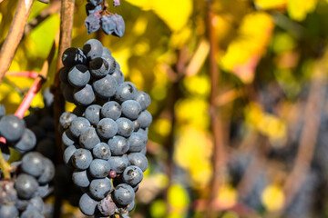 Grapes on the fine in Autumn 