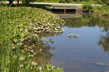 pond with flowers