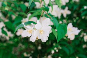 Close up of jasmine flowers in a garden, summer
