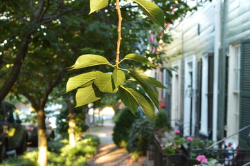 tree in the old city