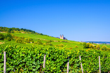 Fototapeta na wymiar Vineyards green fields landscape with grapevine rows and Eibingen Benedictine Abbey of St. Hildegard on hills, river Rhine Valley, Rheingau wine region near Rudesheim town, State of Hesse, Germany
