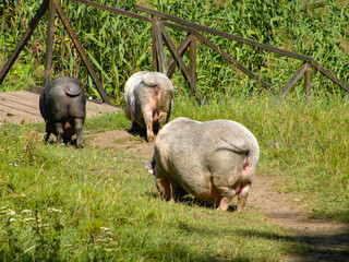 Three pigs from behind fun wag their tail in nature