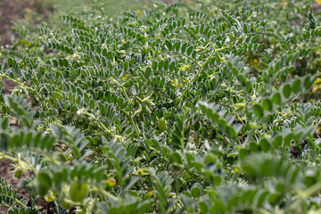 Green field of chickpeas of Turkish lamb peas. Legumes, cultivation.