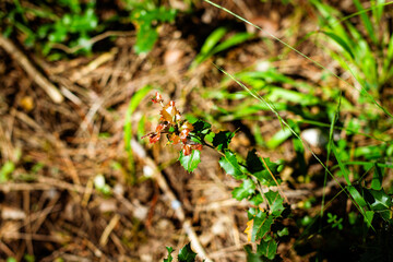 bosque otoñal con arboles y hojas secas en Italia