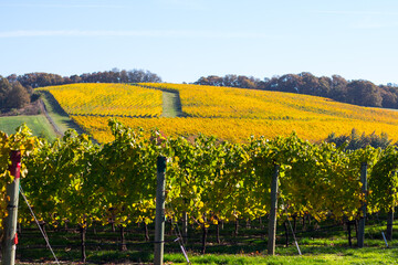 Golden hills of Grape vines at winery in autumn 