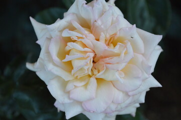 white rose flower